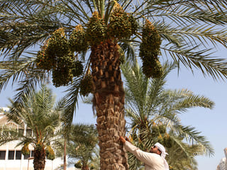 New book in UAE explores date palm trees’ role in fighting climate change