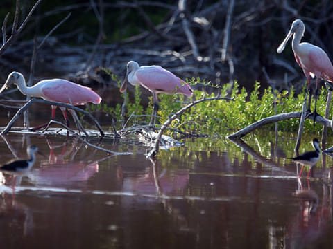 Hybrid pythons strike in Florida Everglades  