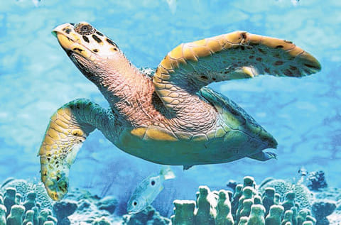 The hawksbill turtle, one of the many animals to make Bu Tinah island its home