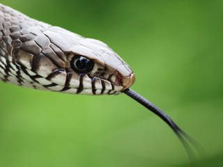 Snake on a plane grounds Emirates flight