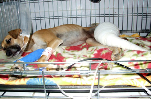 Abandoned Saluki fighting to save her leg and find forever home