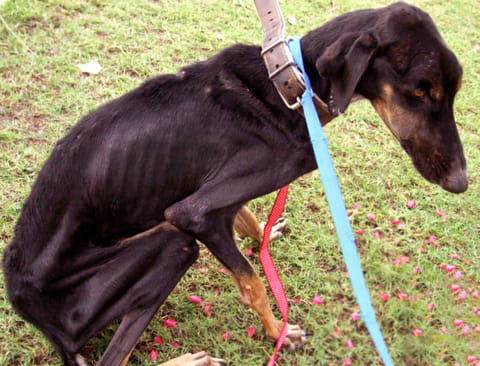 Unwanted, abused, abandoned - these helpless animals are in need of your help