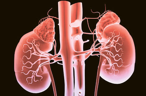 An agreement between Seha and the AKPD will see the organisations working closely to build a paired kidney donation programme in the UAE.
