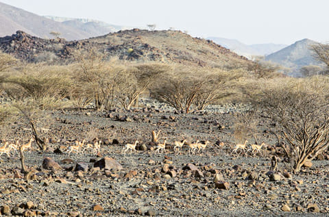 A herd of gazelles in the Al Hafiya nature reserve, part of KalbaEco-tourism 