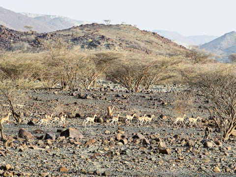 A herd of gazelles in the Al Hafiya nature reserve, part of KalbaEco-tourism 