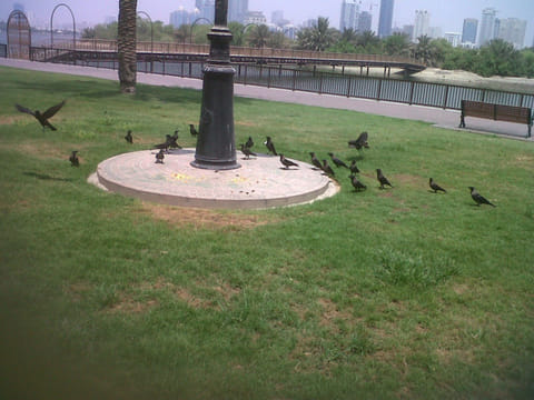 Ensuring the UAE’s birds have enough water to survive a top priority