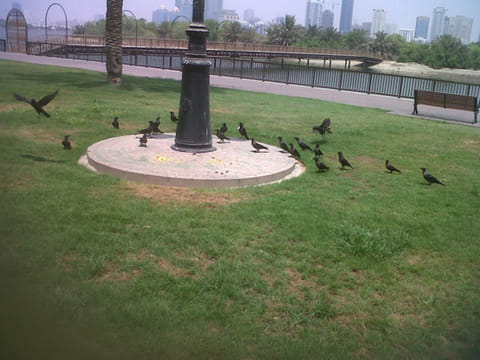Ensuring the UAE’s birds have enough water to survive a top priority