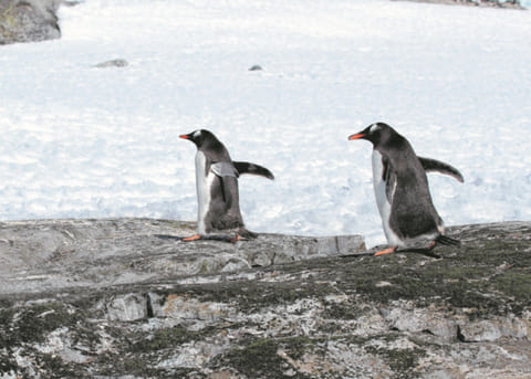 Capturing Antarctica in all its splendour