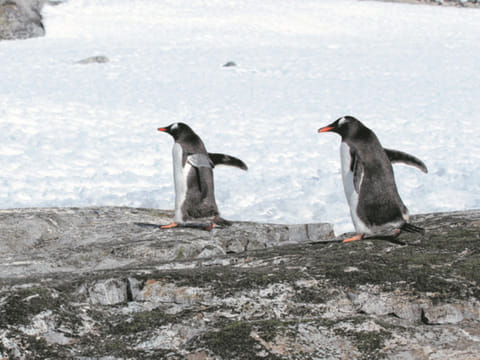 Capturing Antarctica in all its splendour