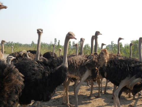 Ostrich farming on the rise