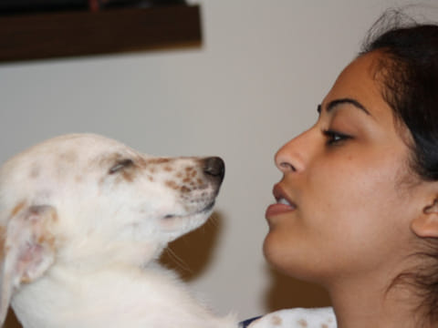 Dog shelter had our pets killed: Owners