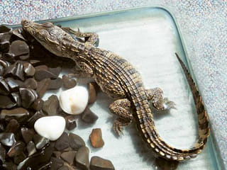 Another crocodile sale points to exotic underground pet market