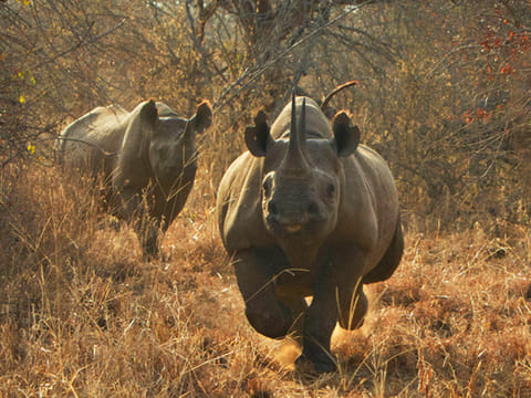 Eight endangered rhinos die in new sanctuary