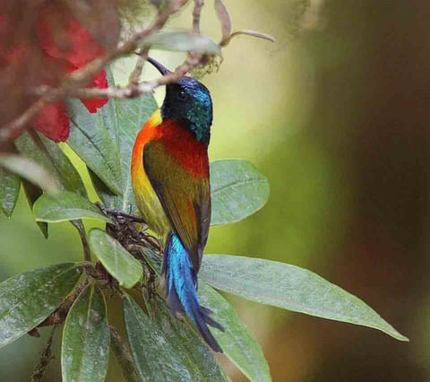 Bird keeps Palestine name despite campaign