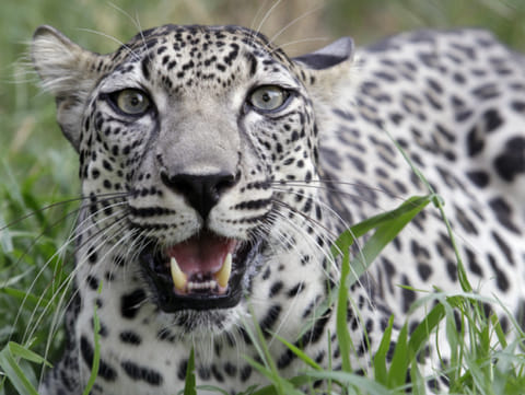 An Arabian leopard. The group, named Catsmophere, also aims to support Panthera, the world’s only organisation devoted to conservation of 40 species of wild cats by launching a number of initiatives, awareness campaigns and backing related regional and global initiatives.