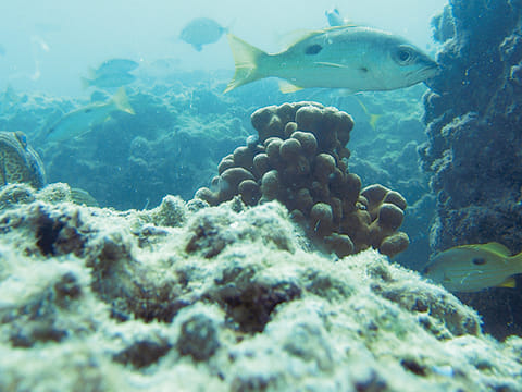 Mapping the UAE’s undiscovered coral reefs