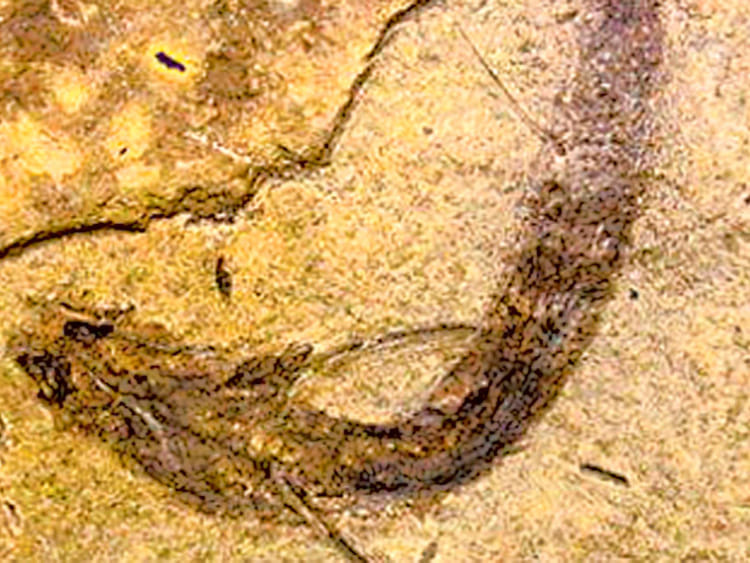 1.1431263-645060763