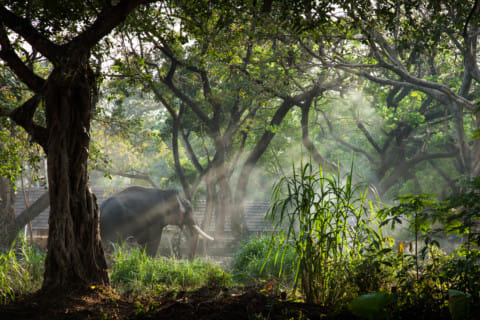 Using natural light for perfect composition