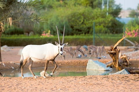  Al Ain Zoo 