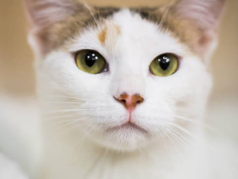 Is pretty Polly the perfect pet for you?