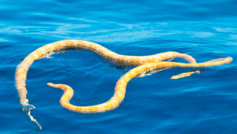 Two short-nosed sea snakes. Environment Agency Abu Dhabi has warned beachgoers to look out for sea snakes during the winter.