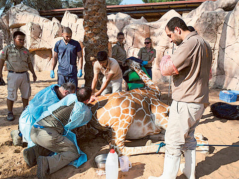 Courtesy: Al Ain Zoo