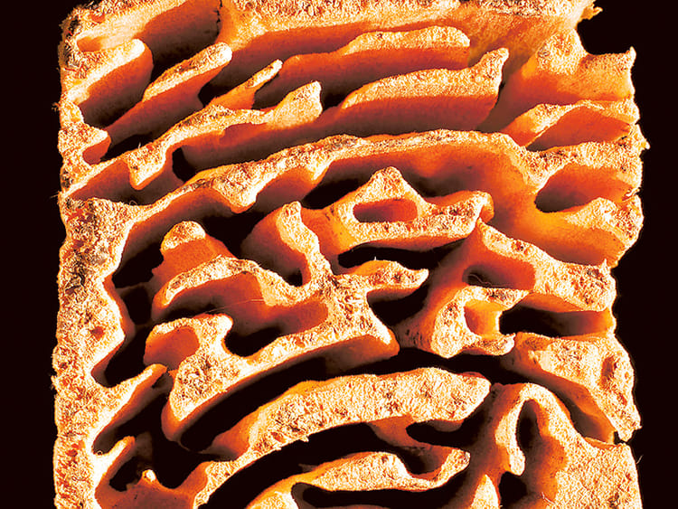 1.1481037-1860082140