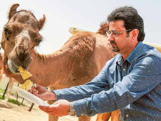 World’s first cloned camel, Injaz, celebrates 6th birthday in Dubai