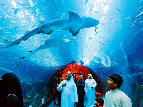 Dubai Aquarium and Underwater Zoo.