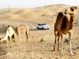 Desert drive: Exploring the lure of Liwa