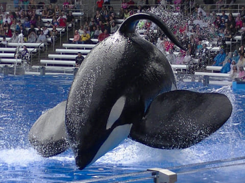 Death of Tilikum raises concerns about animals in captivity