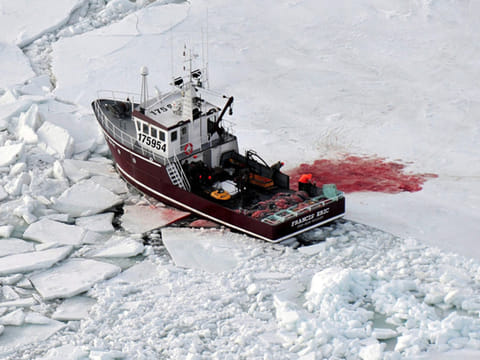 Animal rights activists, Inuit clash over Canada’s Indigenous food traditions