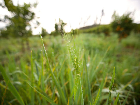 The rise of biodynamic farming