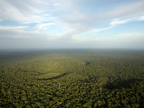 Amazon forest: During the the current coronavirus crisis, parts of earth seem to have recuperated