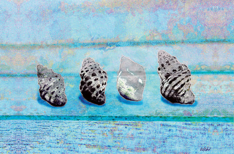 Shell collecting in Kuwait is punishable by a maximum fine of KD5,000.