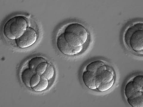 Astronauts thawed the early-stage embryos using a special device designed for this purpose and grew them on the station for four days. Illustrative image.