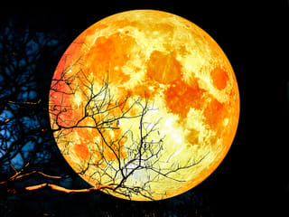 Blood Moon Total Lunar Eclipse 2021: How to see the Blood Moon, Lunar Eclipse and Flower Supermoon in UAE 