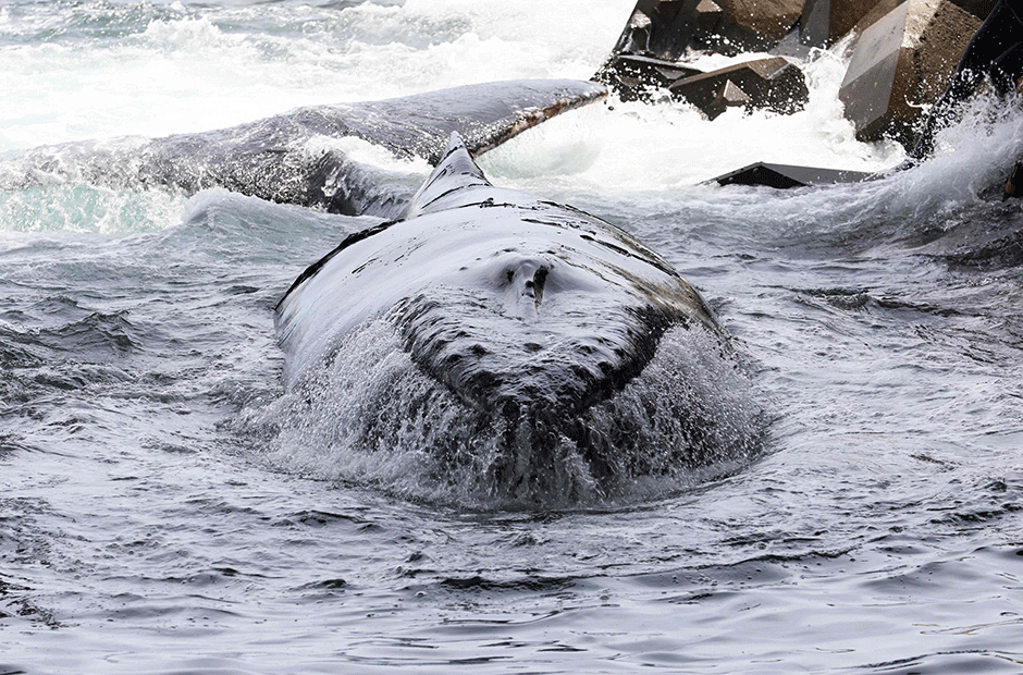Whale_Nov 7