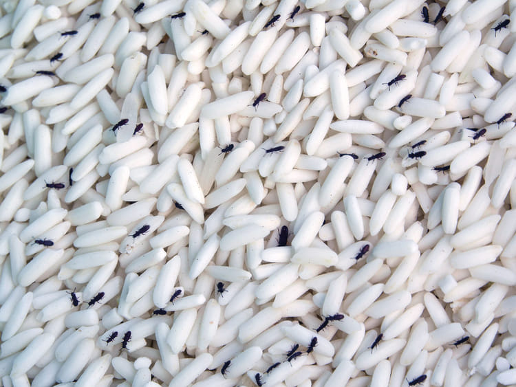 Insects in grain