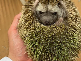 Watch: Dubai Crown Prince Shaikh Hamdan saves a hedgehog