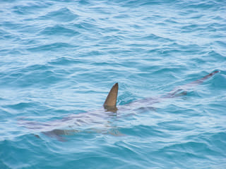 Shark kills teenage girl swimming in eastern Australia

