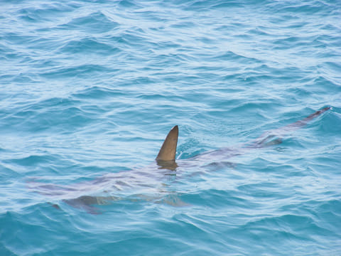 In all of the world's oceans, sharks can be found in both deep and shallow waters. Photo for illustrative purposes only.