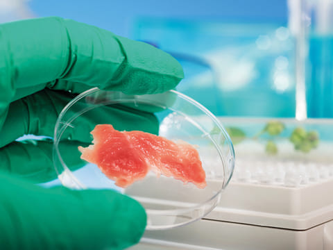 An expert inspects meat grown in a lab.  