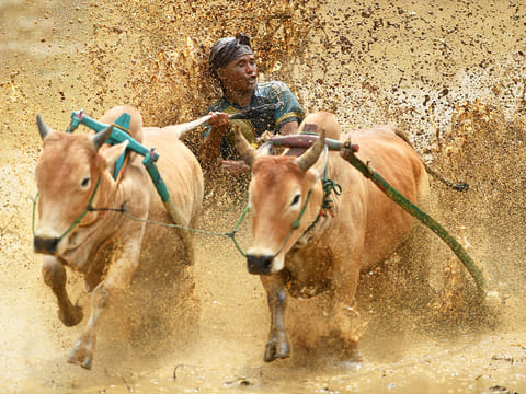 A jockey rides two bulls with a cart during the bull race locally called "pacu jawi" in Pariangan of Tanah Datar regency in West Sumatra.  
