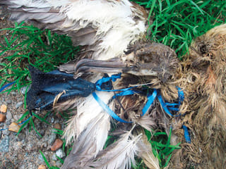 Don’t release balloons, marine body appeals