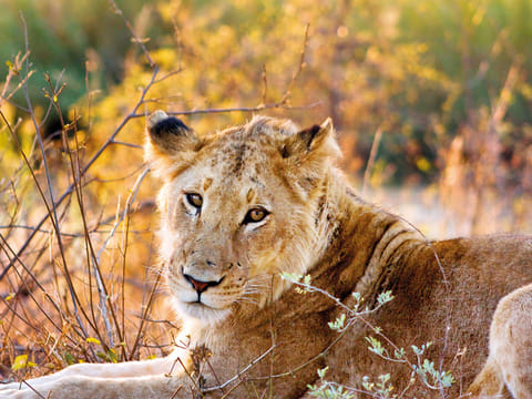 A lioness at the Kruger National Park in South Africa. Poaching attacks are a new danger to lions, which were already under serious threat across Africa from destruction of habitat and the snaring of their prey for bushmeat. 