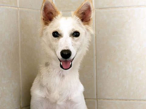 Somers, one of the abandoned dogs at K9 Friends in Dubai. 