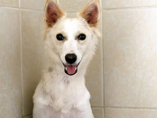 Save an abandoned animal in the UAE