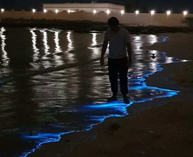 Bioluminescent phytoplankton