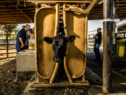 Veterinarians at the University of California at Davis evaluate cows in November to see whether they are ready for genetically edited embryos to be implanted.